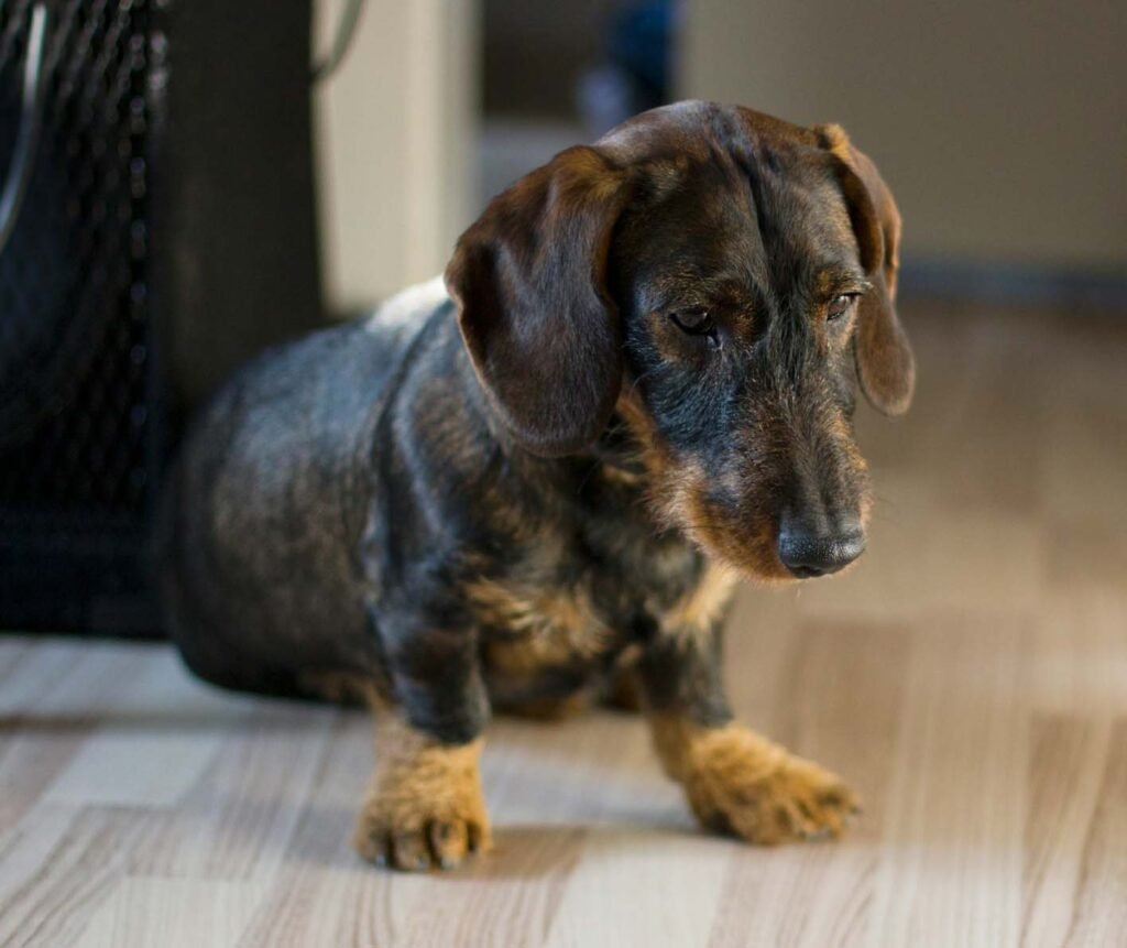 Szálkásszőrű tacskó