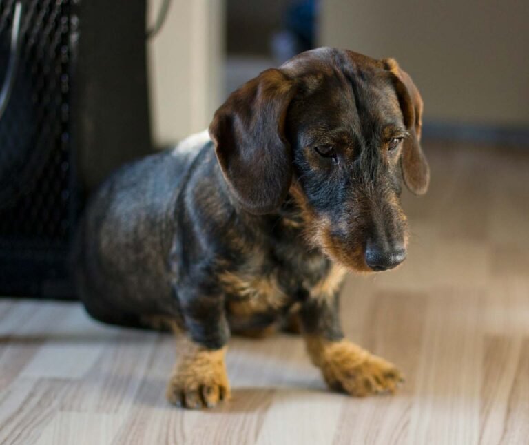 Szálkásszőrű tacskó