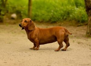 felnőtt tacskó szuka