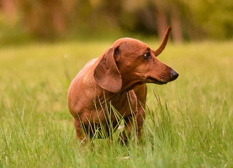rövidszőrű vörös tacskó