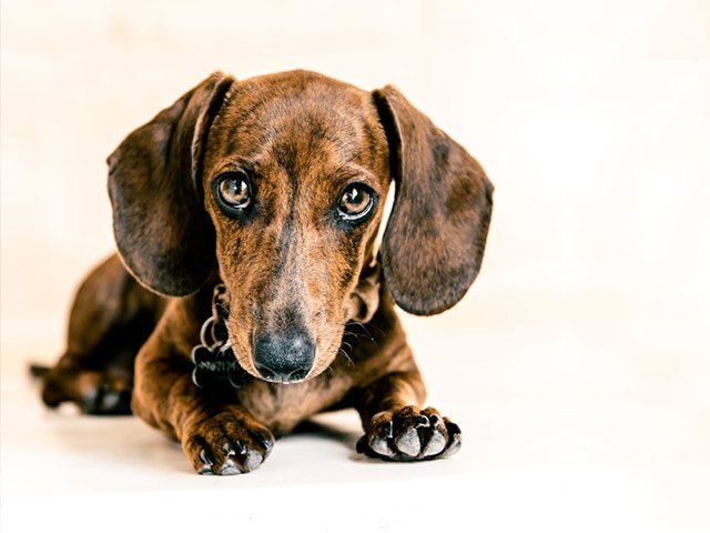 brindle tacskó