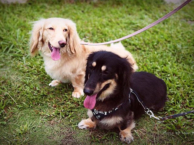 fekete krém tacskó