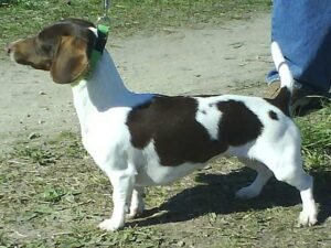 piebald tacskó