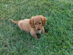 vörös hosszúszőrű tacskó